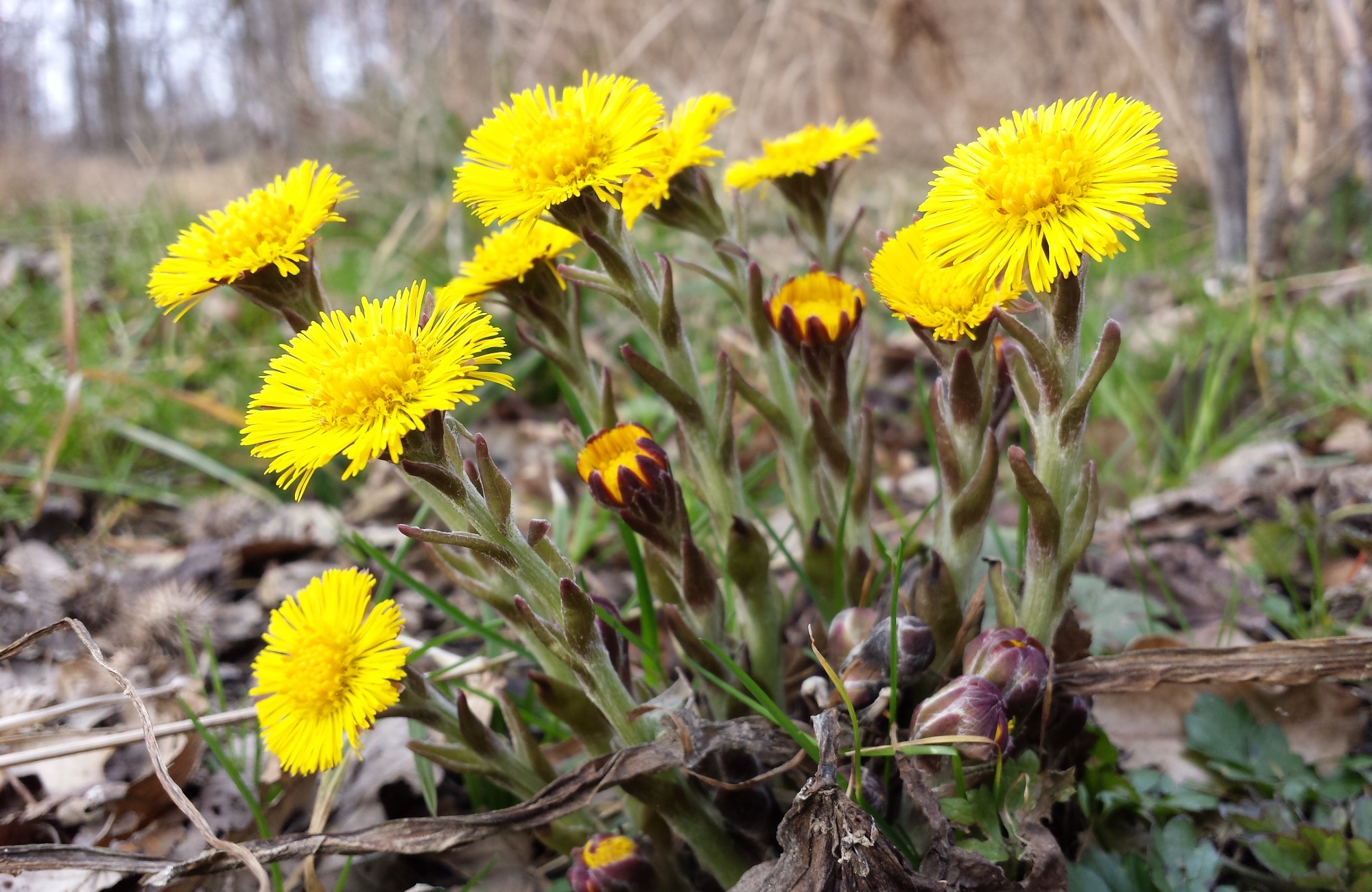 Tussilago 2000x1300